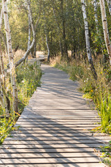 Wooden path at sunset golden hour leading through a dry swamp. Peaceful quiet evening scenery. Dry grass and birch trees lightened by backlight sunlight.