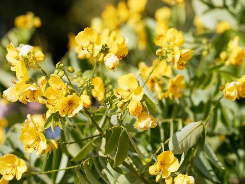 Senna Siamea or Kasood, an ornamental evergreen tree with yellow flowers between green-reddish alternate leaves