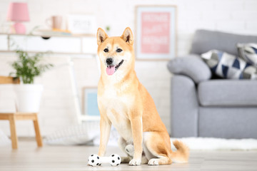 Shiba inu dog sitting on the floor at home with toy - Powered by Adobe