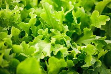 Growing lettuce in the garden. Bright green lettuce leaves. Leafy vegetables