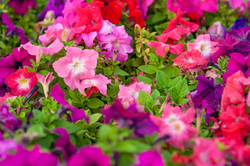 Multiple colors hydrangea with green leaves in the garden