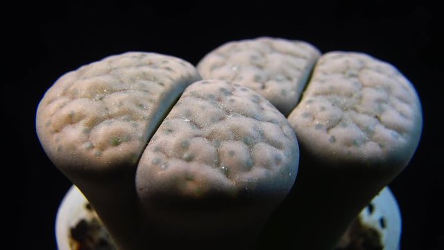 Lithops sp.-  is a species of plant in the Aizoaceae family. 