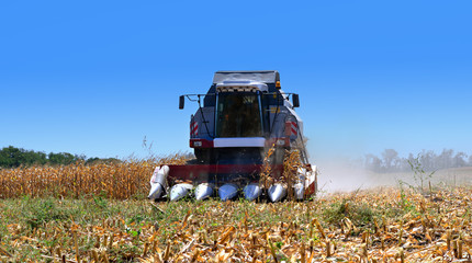 Harvesting corn with a red harvester on a hot sunny day.