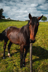 Obraz premium junges schönes Pferd auf einer Koppel, neugierig am Zaun stehend