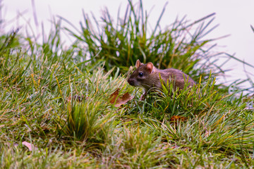 Field mouse lurking among grass in a meadow