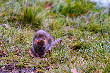 Field mouse looking for food among the grass in the meadow