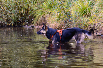 German shepherd stands up in the water of a pond and looks into the distance