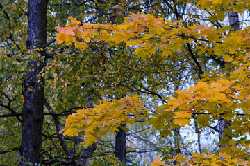 Lush branches of maple with yellow leaves on a background of trees with still green foliage