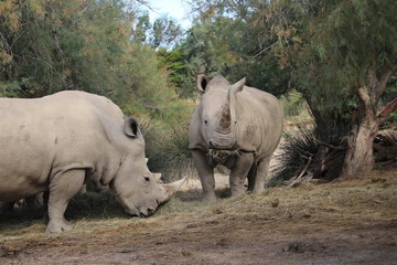 Naklejka premium rhino au zoo