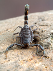Androctonus crassicauda, from the font. This species range through the Middle East and into North Africa and are one of the most dangerous species of scorpions