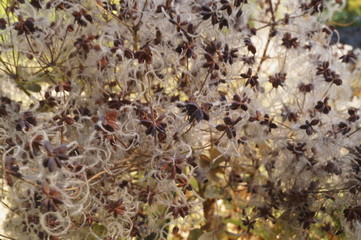 Wild plants - Old man's beard, Traveller's Joy (Clematis vitalba)