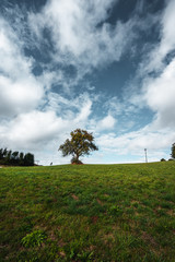 Fototapeta na wymiar einzelner Baum auf grünem Feld vor dramatischem Himmel