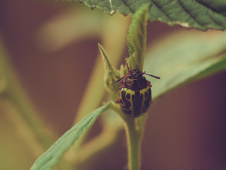Green with Black Spots Scarab