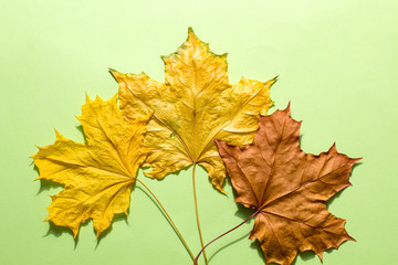 Autumn leaves on a green background. Dry leaves