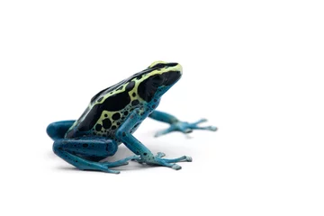 Foto op Canvas The poison dart frog isolated on white background © Dmitry