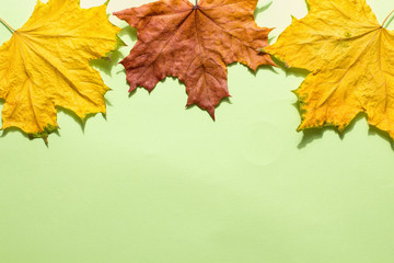 Naklejka na ściany i meble Autumn leaves on a green background. Dry leaves
