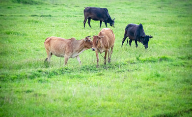 Love is on the air. A Cow carecess another one in flock of some unknown Livestock farm hervesting in th field in India of  Asia in 2019.