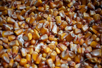 Corn texture. Unpeeled corn Yellow corns as a background. Corn floral pattern. Background of a bulk of yellow corn grains.