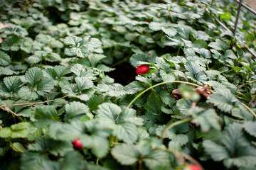 The texture of the green leaves of strawberries. Leaf texture