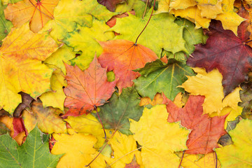 Naklejka na ściany i meble Texture of multi-colored maple leaves. Autumn background.