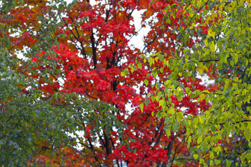 Red, yellow and green trees. Autumn mood.