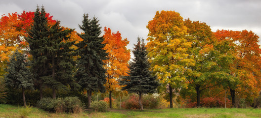 Beautiful autumn forest. Yellow, red, green trees. Autumn mood