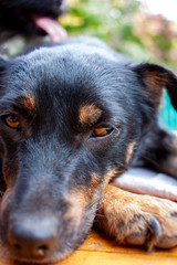 Close up of a serious black dog with beautiful orange eyes and a smart look. Close-up portrait.