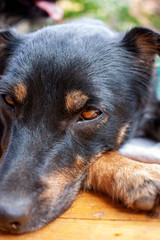 Close up of a serious black dog with beautiful orange eyes and a smart look. Close-up portrait.