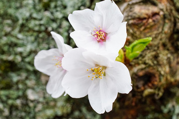 染井吉野の満開