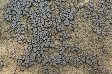 A texture of cracked paint on a concrete wall