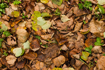 fallen foliage in the forest, ground