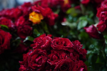 Red Roses Candid