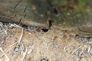 Old wood boards texture for card background