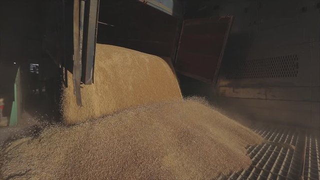 A lot of wheat in the warehouse. Unloading wheat from a truck to a silo
