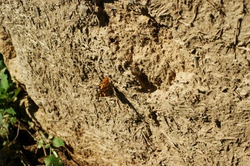 Old wall of a combination of red clay and straw