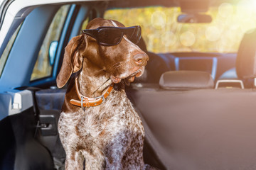 Dog in goggles sits of a car.