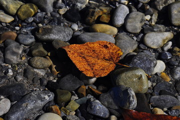 stones and leaf in water