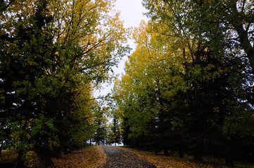 Obraz premium autumn in the park