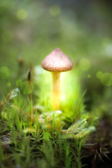Dreamy and mystical mushroom macro - light source behind mushrooms