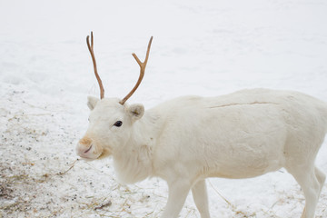 White deer closeup in the winter time