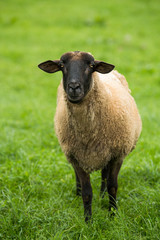 Sheep on a summer pasture