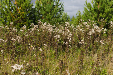 Carduus, thistle thickets fluffy grass
