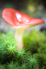 Dreamy and mystical mushroom macro - light source behind mushrooms