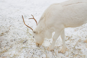 White deer closeup in the winter time