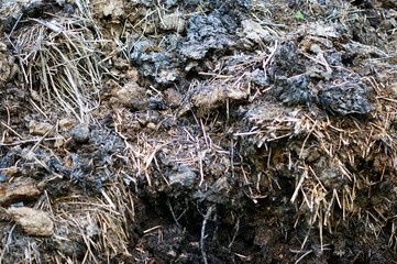 Fertilizer from cow and horse manure and straw. A pile of manure