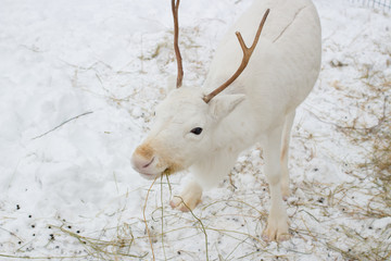 White deer closeup eats hay in the winter time