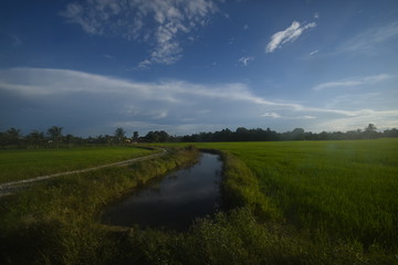 scenic view of paddy fields in malaysia