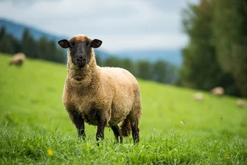 Fotobehang Sheep on a summer pasture © DoraZett