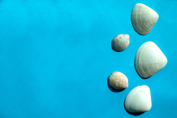 White sea shells on blue background with copy space. Minimalism 