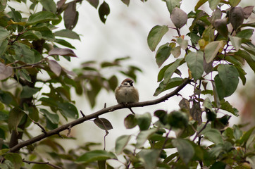 sparrow sitting on a tree branch